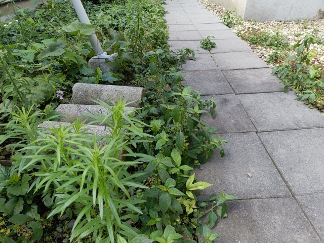 草刈り作業事例